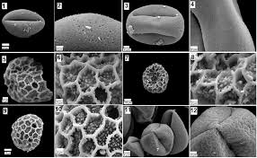Image result for Oxygonum salicifolium