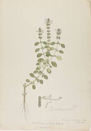 Image result for Ocimum filamentosum