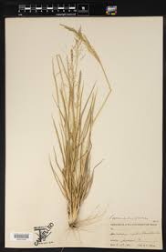 Image result for Sporobolus coromandelianus