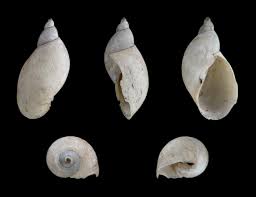 Image result for Pseudocolus schellenbergiae