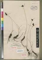 Image result for Pycreus macranthus