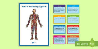 Circulatory System Display Pack Y6 The Human Body