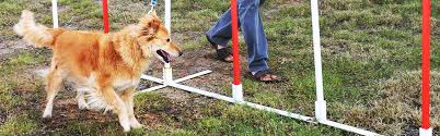 Dog behavior training camp near me provides a comprehensive and comprehensive pathway for students to see progress after the end of each with a team of extremely dedicated and quality lecturers, puppy training camp near me will not only be a place to share knowledge but also to help. Dog Training Abu Dhabi Animal Shelter