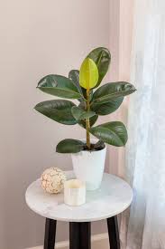 Image result for Ficus