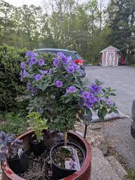 Image result for Lycianthes rantonnetii