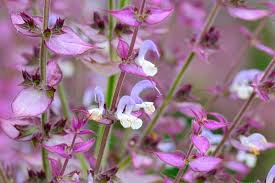 Image result for Salvia sclarea