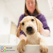 4,773 likes · 85 talking about this · 174 were here. Well Pet Hospital Wellpethospital Twitter