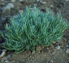Image result for Helichrysum chasei