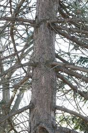 Image result for Pinus nigra