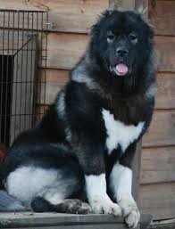 An Absolutely Stunning Co Bull Mastiff Dogs Kangal Dog Caucasian Shepherd Dog