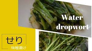 せりの味噌漬け 出来上がりまで約5時間 water dropwort miso pickles 漬物名人じゅんちゃん publicado el 20 mar 2018 今回は せりのお味噌漬けをご紹介します シャキシャキした食感と独特の風味がたまらない食材です 茹でて お醤油をか 味噌漬け 甘酒 レシピ