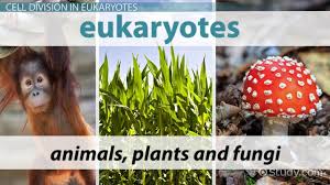 This helps in repair, healing and regeneration of damaged parts. Why Is Cell Division Important Video Lesson Transcript Study Com