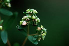 Image result for Euphorbia hyssopifolia