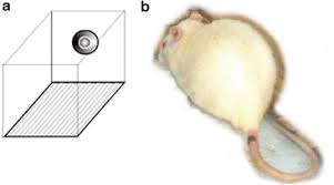 The goal of an inspection. Behavioral Methods To Study Learning And Memory In Rats Springerlink