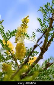 Image result for Faidherbia albida