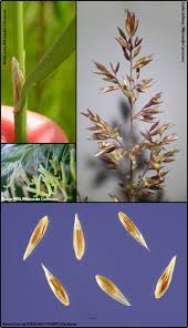Image result for Agrostis