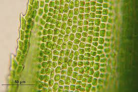 Looking for the best wallpapers? Plant Cell 1080p 2k 4k 5k Hd Wallpapers Free Download Wallpaper Flare