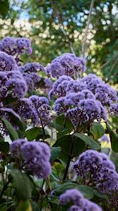 Image result for Bartlettina