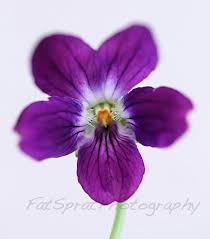 Violet Flower Fine Art Print 100mm X 100mm 48 00 Via Etsy Violet Flower Tattoos Birth Flower Tattoos February Birth Flowers