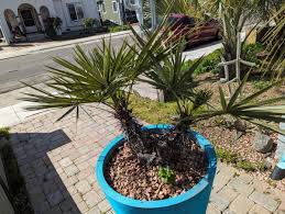 Image result for Triraphis schinzii