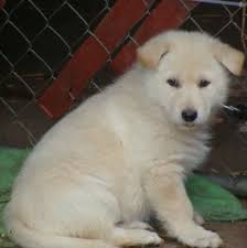 Black And Cream German Shepherd Puppy Cream German Shepherd Champagne Colored German Shepherds White German Shepherd Dogs And Puppies German Shepherd