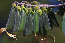 Image result for Crotalaria collina