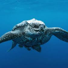 Download 36 turtle crossword stock illustrations, vectors & clipart for free or amazingly low rates! Reason For Falloff In Sea Turtle Sightings Around Uk And Irish Coasts Unclear Say Scientists Marine Life The Guardian