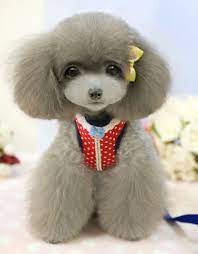 Ccuteanimals Blogspot Com Japanese Dog Grooming Dog Haircuts Dog Grooming