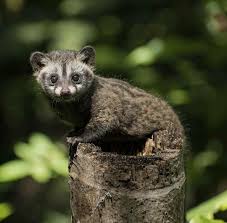 Musang bulan sering disebut musang topeng ada warna yang memisahkan warna badan dengan warna muka, sebuah garis putih serta ujung ekor yang putih yang menjadi penandanya. Gemas Ini Lho Ciri Ciri Musang Luwak Arah Kata