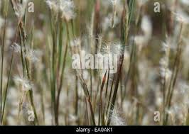 Image result for Andropogon eucomus