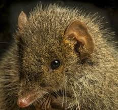 Newly Discovered Marsupial The Victim Of Fatal Attraction Due To Stress Hormone Males Die Before Young Are Born Australian Mammals Marsupial Australian Native Animals