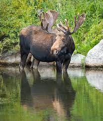 Like our facebook page or sign up for our newsletter! Where To See Moose In Rocky Mountain National Park