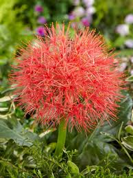 Image result for Scadoxus