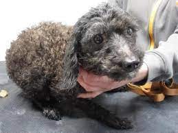 bubble spa de luynes