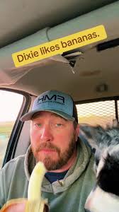 Dog That Eats Bananas in Truck