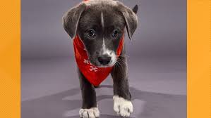 You may have a specific pet in mind or just beginning your search for a new family member; Puppy Bowl 2020 Meet The Adorable Pups In The Starting Lineup Wusa9 Com