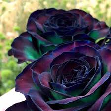 We did not find results for: 100 Seeds Rare Rose Flower Seeds Colorful Black Roses Bonsai Bush Tree Plant Flowers Desert Adenium Obesu Black Rose Seeds Black Rose Flower Flowers Perennials