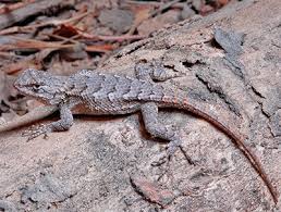 Lizards Of Virginia