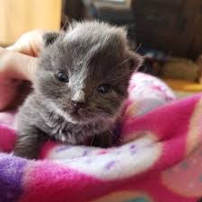 When a cat lives with a human, the cat wants to get along. A Better Picture Of Hiccup My Newest Fur Child 11 Days Old And Her Tail Wound Has Healed Wonderfully We Check The Fo Funny Cat Memes Cool Pictures Fur Babies