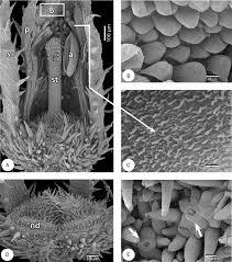 Image result for Mitrasacmopsis