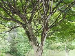 Image result for Caesalpinia ferrea