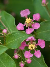 Image result for Malpighia