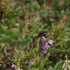 Image result for Striga junodii