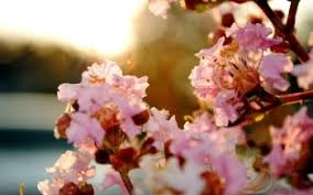 Download sakura emojis iphone emoji aesthetic localcupcakeaesthe. 190 Sakura Hd Wallpapers Background Images