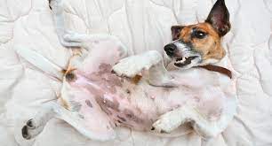 Is Your Dog S Stomach Gurgling Why What To Do And What They Mean