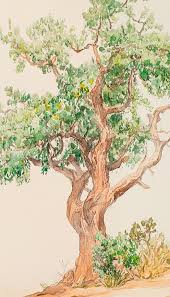 Image result for Commiphora tenuipetiolata