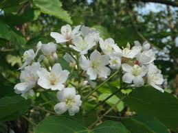 Image result for Vernicia