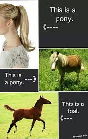 Always Having To Explain The Difference Between A Pony And A Foal To Non Horse People So Much Fun Horses Horse Quotes Funny Horses