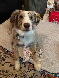 Maybe you would like to learn more about one of these? Zesty Paws Anti Itch Dog Skin Coat Wash With Oatmeal Aloe Vera 16 Oz Walmart Com Walmart Com