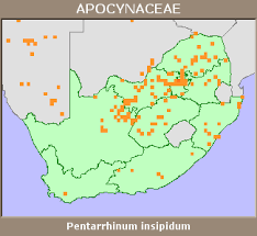 Image result for Pentarrhinum insipidum